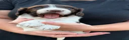 Cocker Spaniel dogs for sale: Beautiful Cocker Spaniel Puppies Beautiful Colours - Advert 16