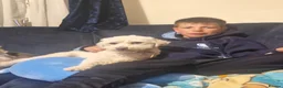 Mixed Breed dogs for sale: Teddy is 3 years old in Witham - Advert 4