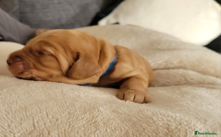 Cocker Spaniel dogs - Advert 2