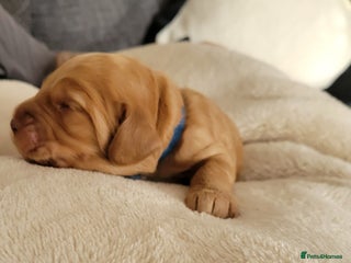 Cocker Spaniel dogs - Advert 4