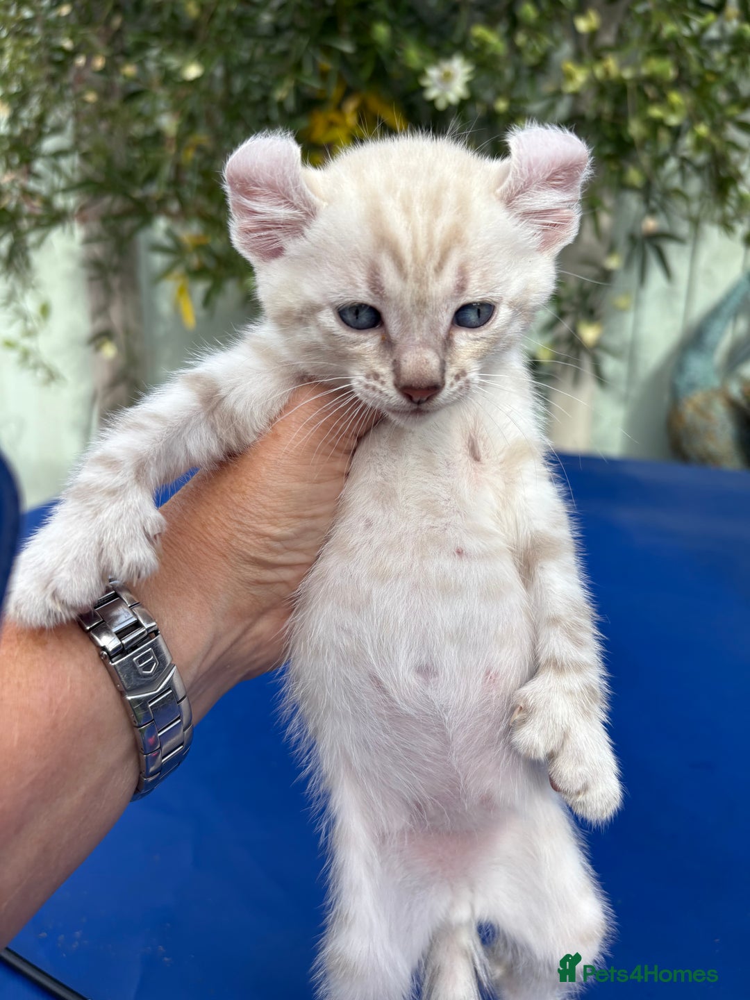 Keetso cats for sale: Gob smacking curled eared polydactyl male  - Image 17