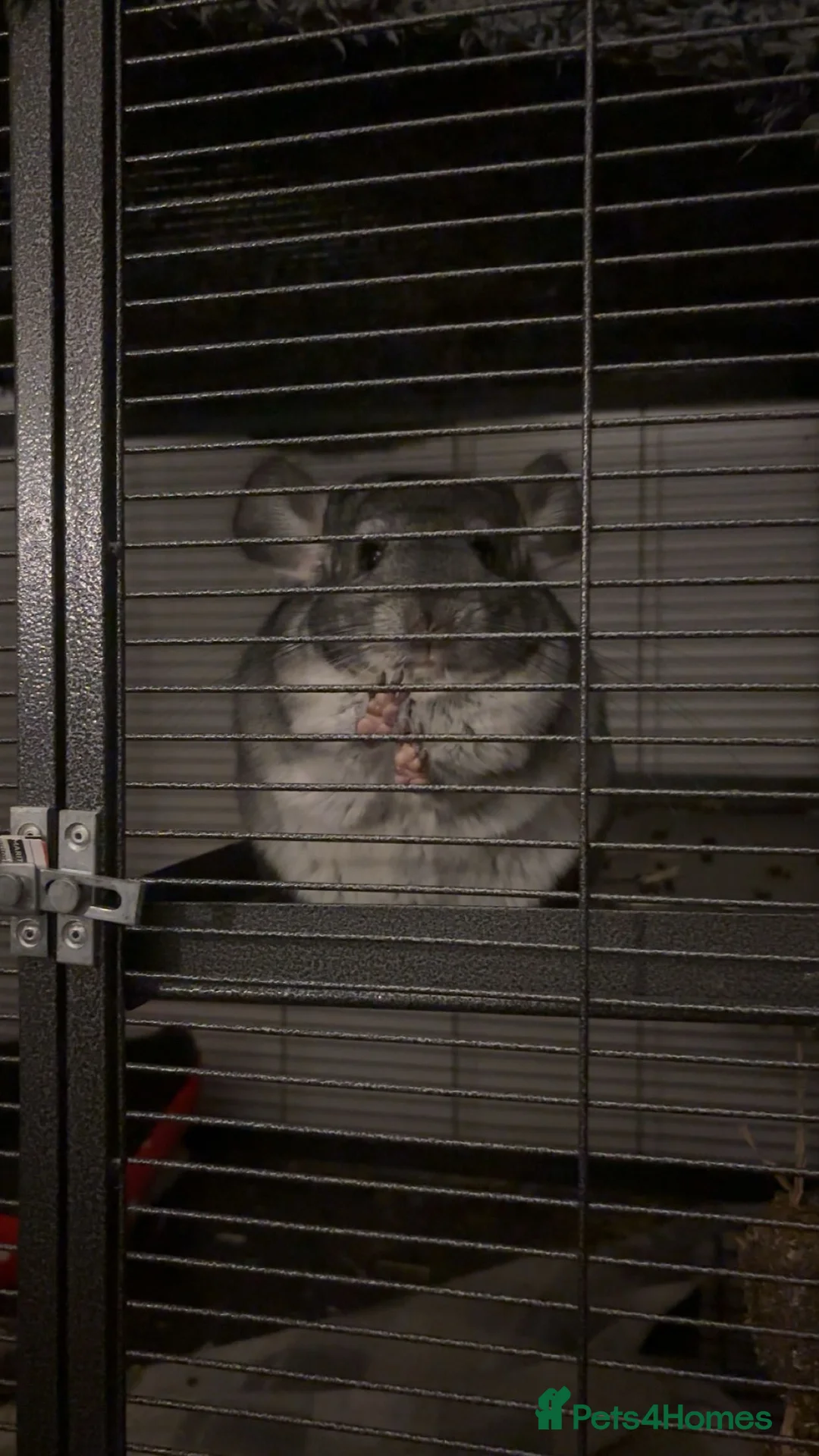 Chinchilla rodents for sale: Female chinchilla year old  in Swanscombe - Advert 3