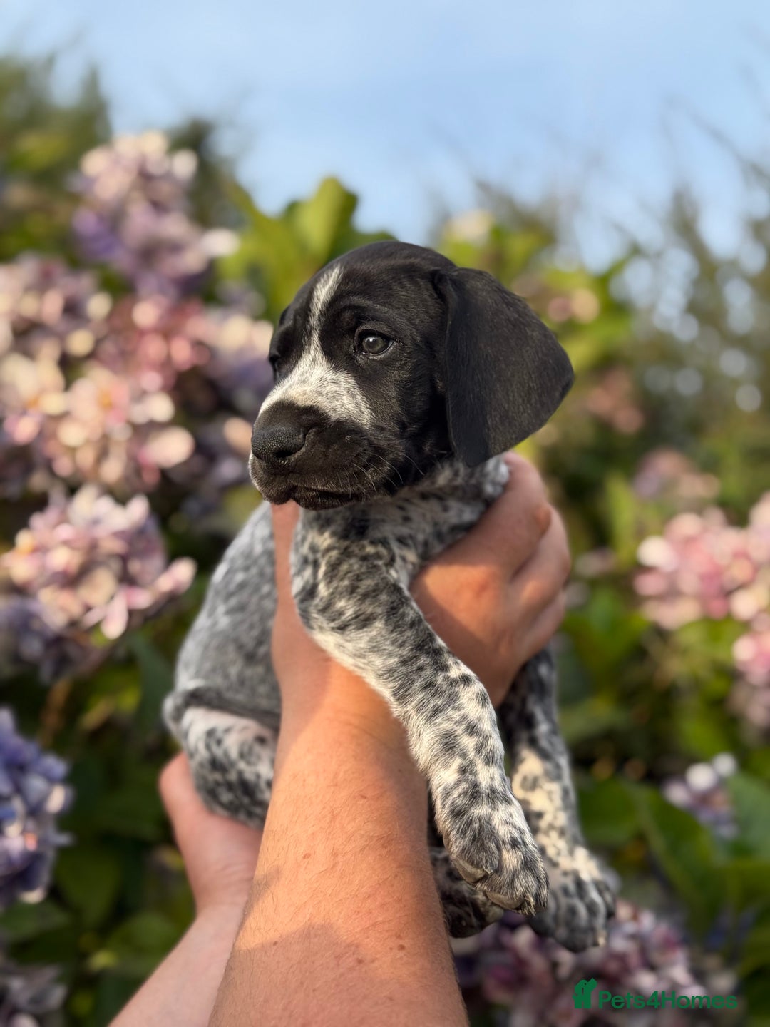 German Shorthaired Pointer dogs for sale: German Shorthaired Pointer Puppies - Image 19