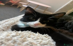 Domestic Shorthair cats for sale: Male kitten for sale - Image 4