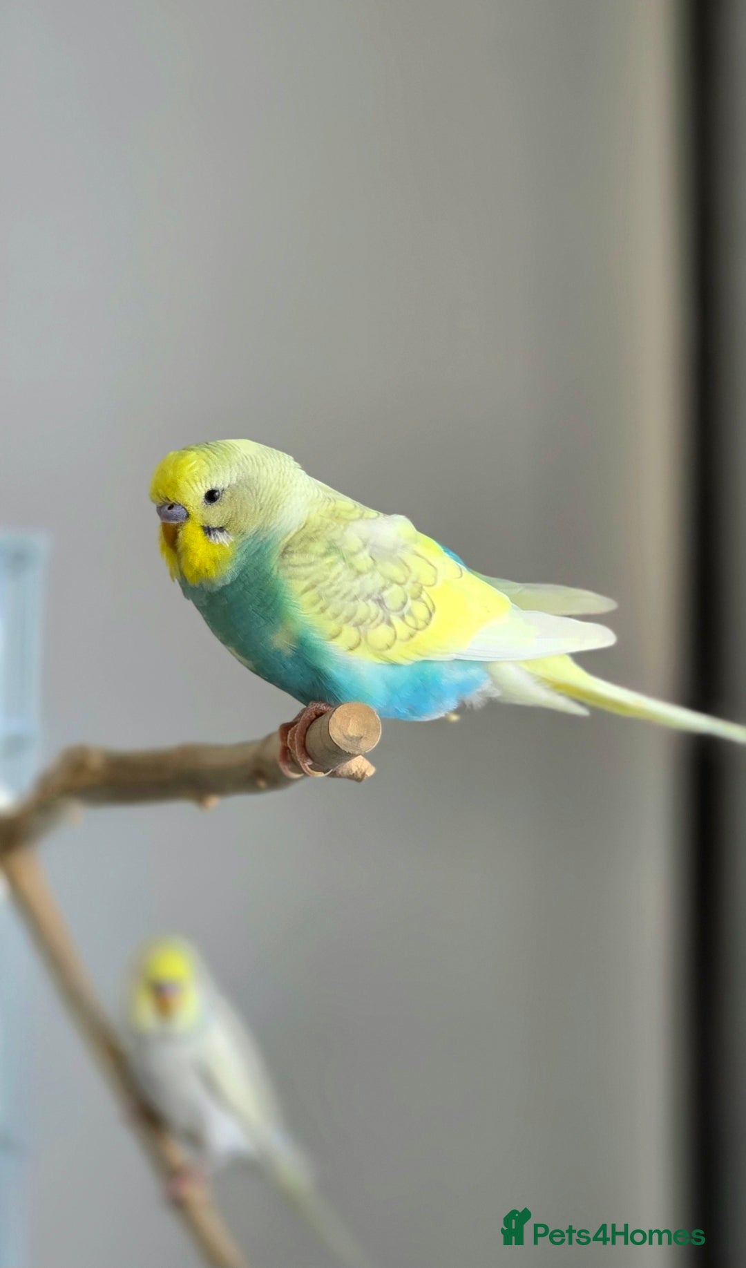 Budgerigars birds 4 Hand-Tame Budgies, Large Cage & All Accessories - Advert 1
