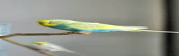 Budgerigars birds for sale: 4 Hand-Tame Budgies, Large Cage & All Accessories - Advert 1