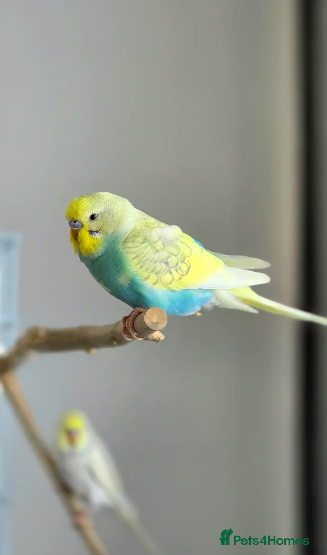 Budgerigars birds for sale: 4 Hand-Tame Budgies, Large Cage & All Accessories - Advert 1