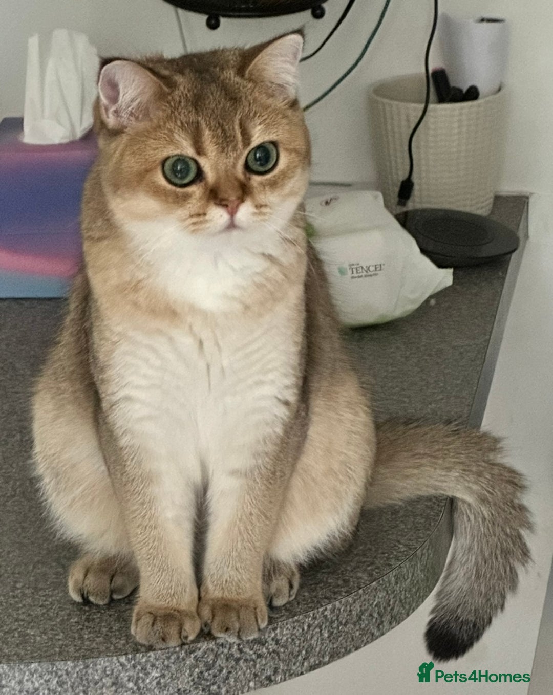 British Shorthair cats for sale: GCCF BSH fluffy kittens - Image 6