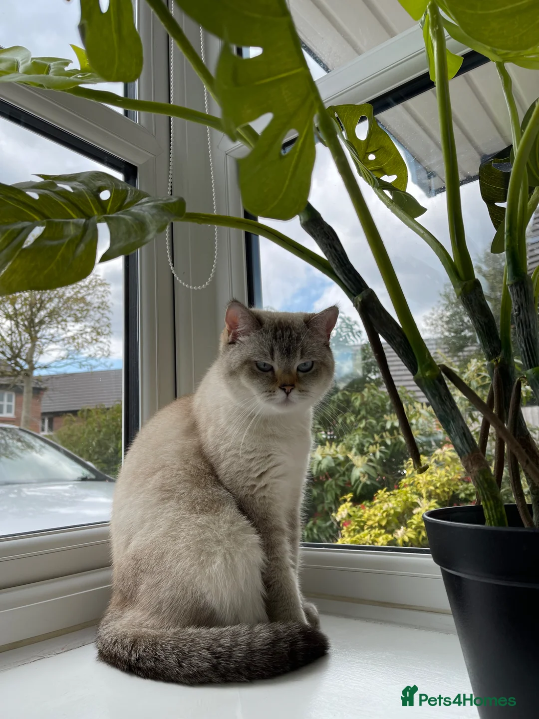 British Shorthair cats for sale: British shorthair kittens - Advert 1