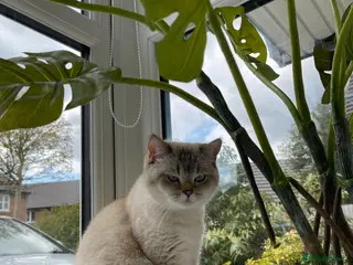 British Shorthair cats British shorthair kittens - Advert 1