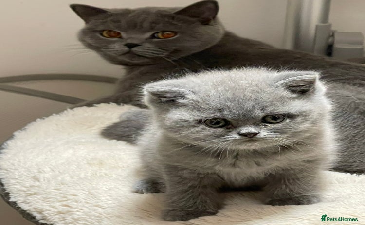 British Shorthair cats - Advert 5