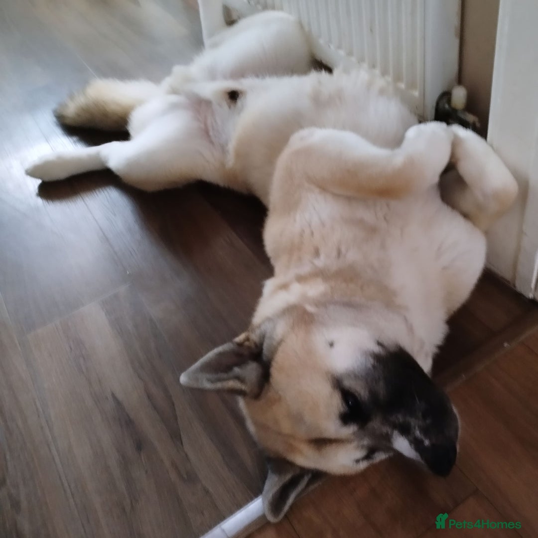 Akita dogs for stud: Male Akita for stud in Caerphilly/Cardiff  in Caerphilly - Image 5
