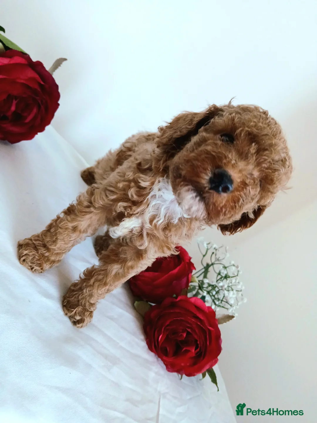 Maltipoo dogs for sale: 🐶 Beautiful F1B Maltipoo Puppies Available 🐶 - Advert 2