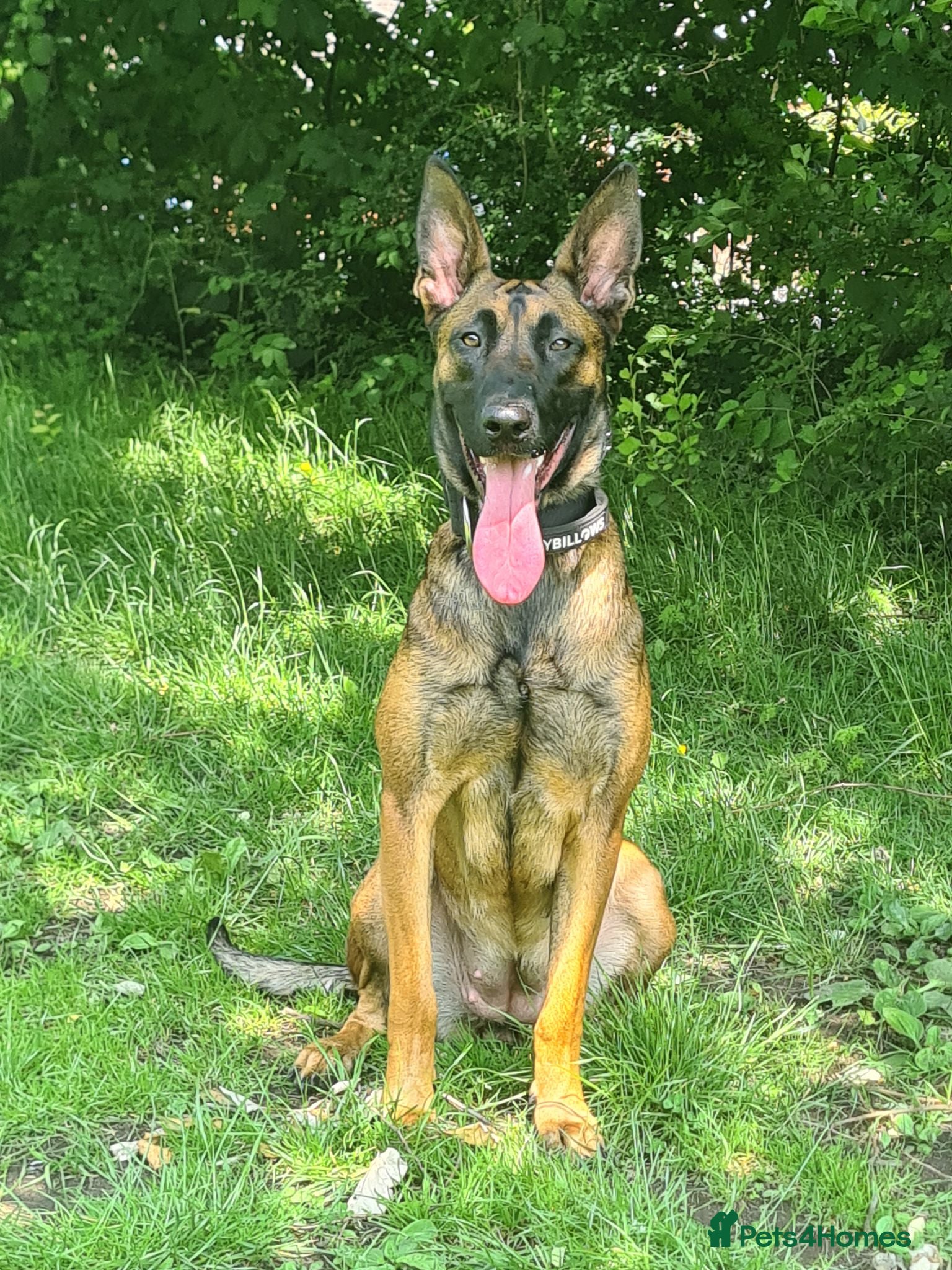 Belgian Shepherd Dog dogs Belgian malinois x german shepherd  - Advert 1