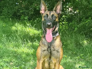 Belgian Shepherd Dog dogs Belgian malinois x german shepherd - Advert 1