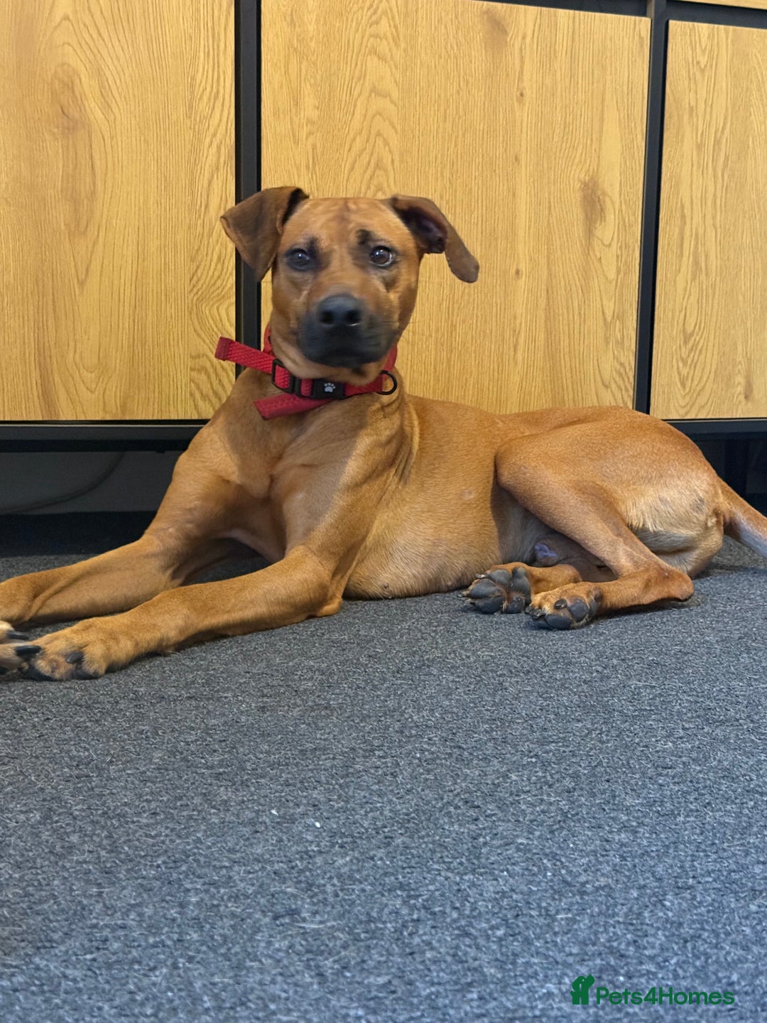 Rhodesian Ridgeback dogs for sale: Male ridgeback  - Advert 4