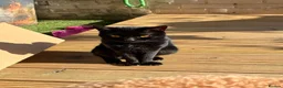 Domestic Shorthair cats for sale: FREE beautiful boy ❤️ - Advert 1