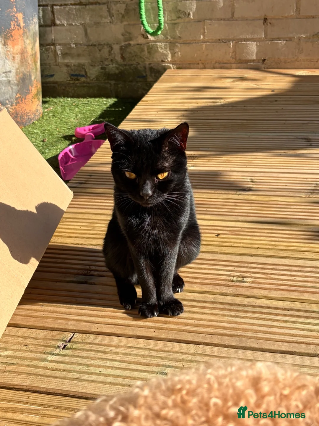 Domestic Shorthair cats for sale: FREE beautiful boy ❤️ - Advert 1