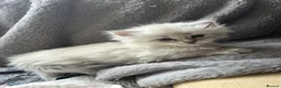 Siberian cats for sale: Neva Masquerade kittens  - Advert 5