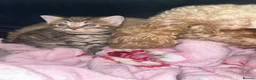 Mixed Breed cats for sale: Beautiful well loved family kittens  - Advert 8