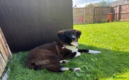 Mixed Breed dogs for sale: Mix bread dog for sale  - Image 1
