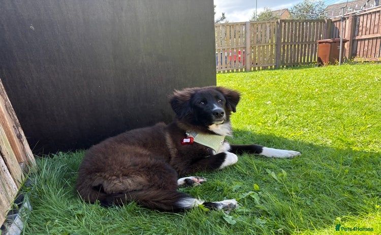 Mixed Breed dogs - Advert 3