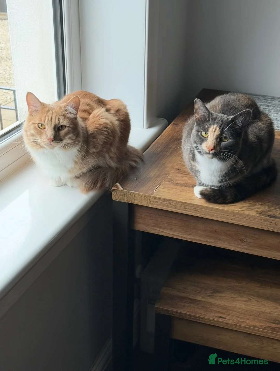 Mixed Breed cats for sale: Brother & Sister cats available in Glasgow - Advert 2