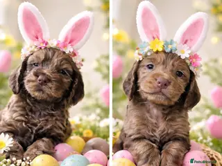 Cockapoo dogs 5 gorgeous F1b cockapoos - Advert 7