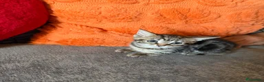Bengal 2
