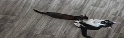 Mixed Breed cats for sale: 5 gorgeous kittens for sale - Advert 29