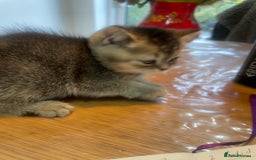 British Shorthair cats for sale: Fabulous, playful and healthy BSH kittens, rare - Image 33