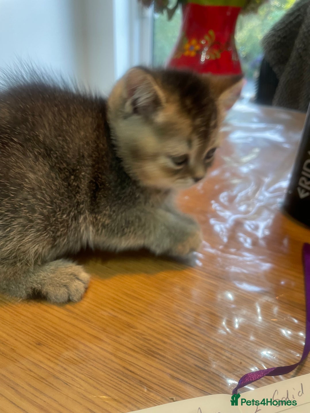 British Shorthair cats for sale: Fabulous, playful and healthy BSH kittens, rare - Image 33