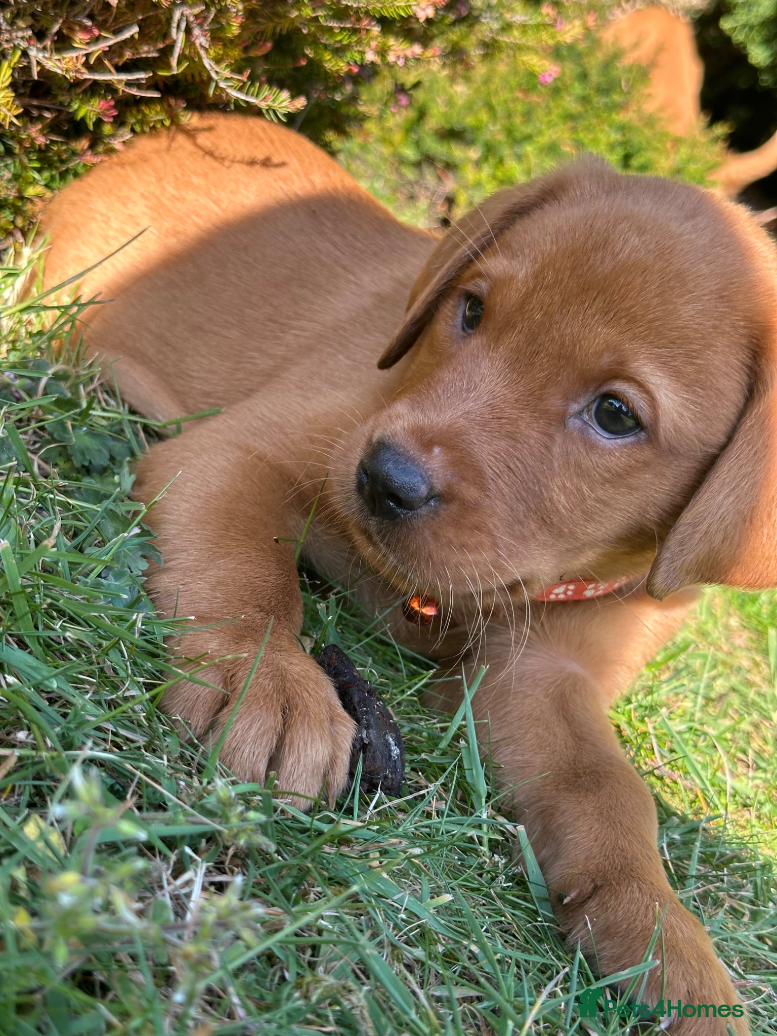 Labrador Retriever dogs ⭐️READY TO LEAVE NOW kcregistered Labrador puppies - Advert 2
