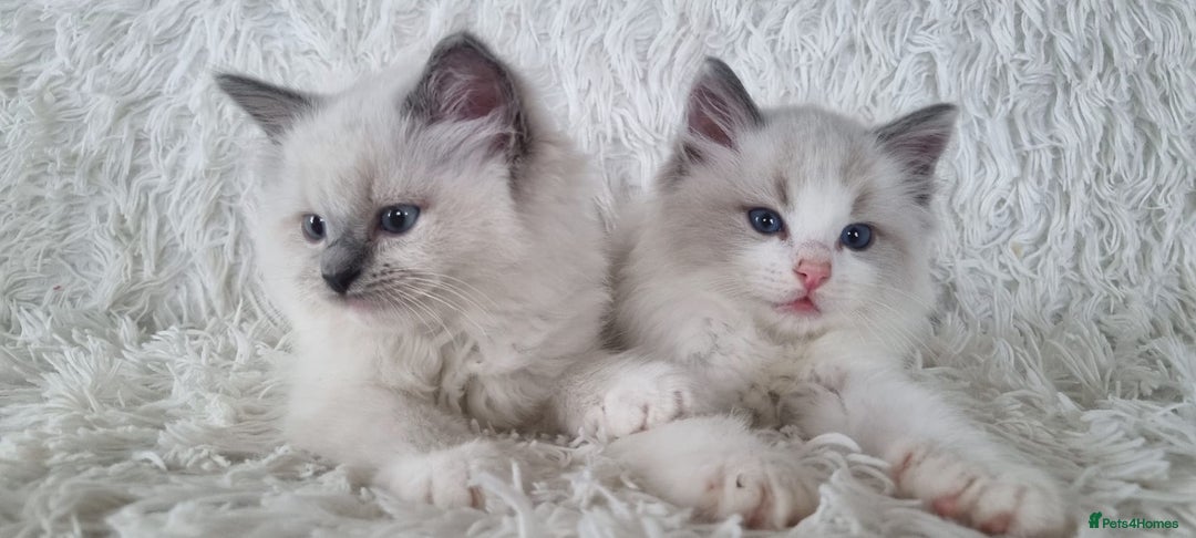 Ragdoll cats for sale: 💕BEAUTIFUL TICA REGISTERED RAGDOLLS KITTENS💕  - Advert 26