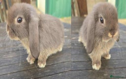 Mini Lop rabbits for sale: Pure bred mini lops looking for new home - Image 7