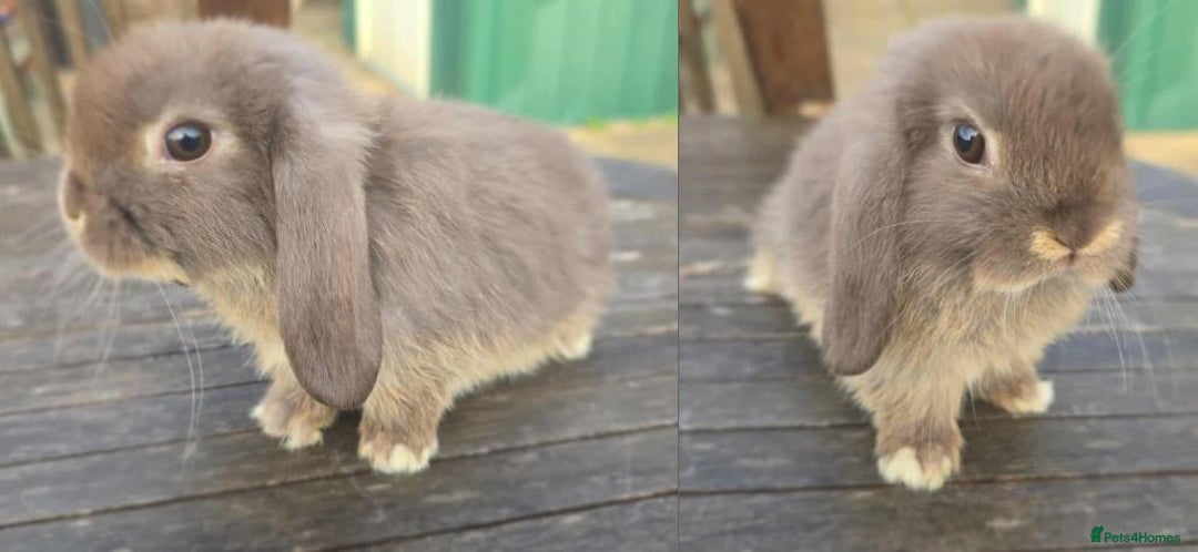 Mini Lop rabbits for sale: Pure bred mini lops looking for new home - Image 7