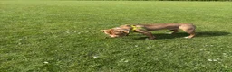 Mixed Breed dogs for sale: Bowen- Staffy x Lab - Advert 21