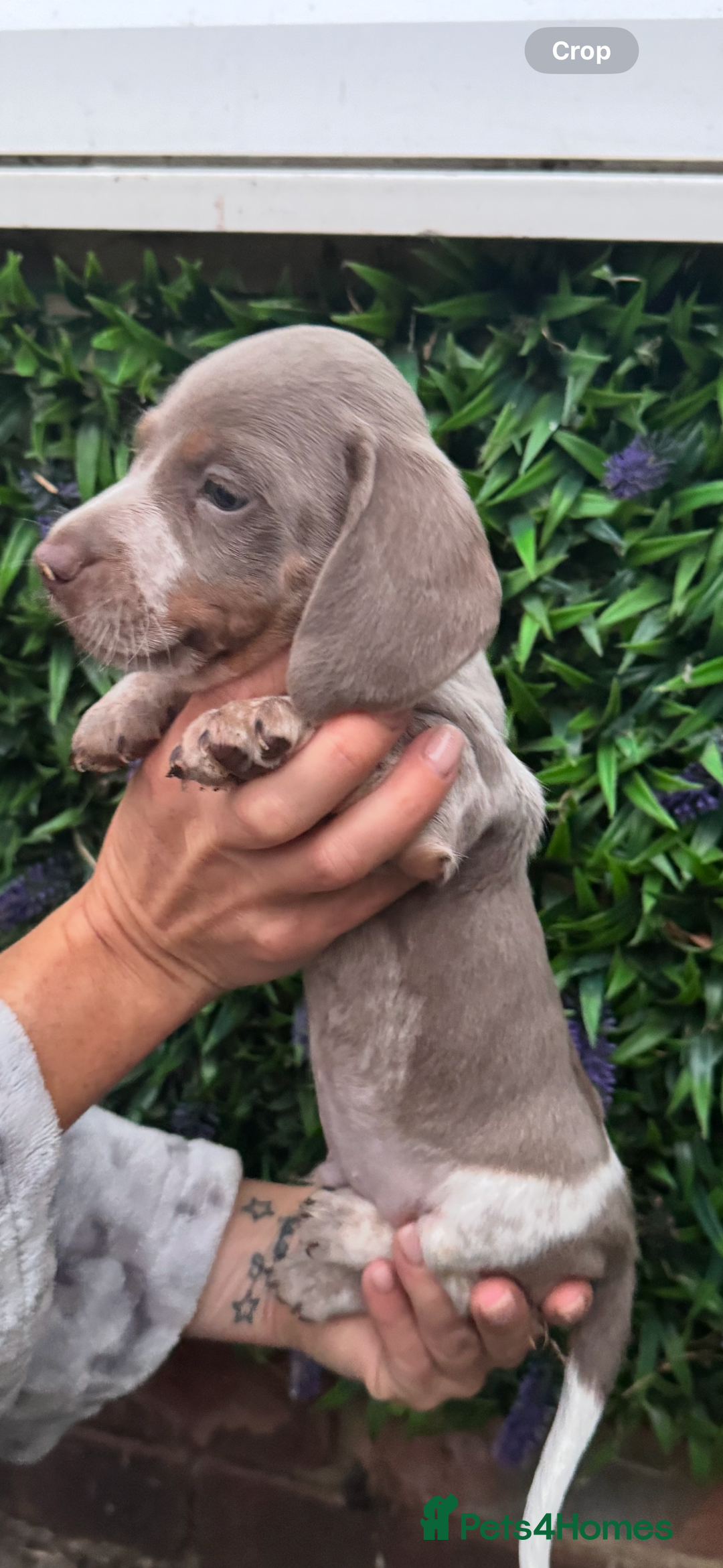 Miniature Dachshund dogs for sale: Kc reg miniature dachshund  - Image 4