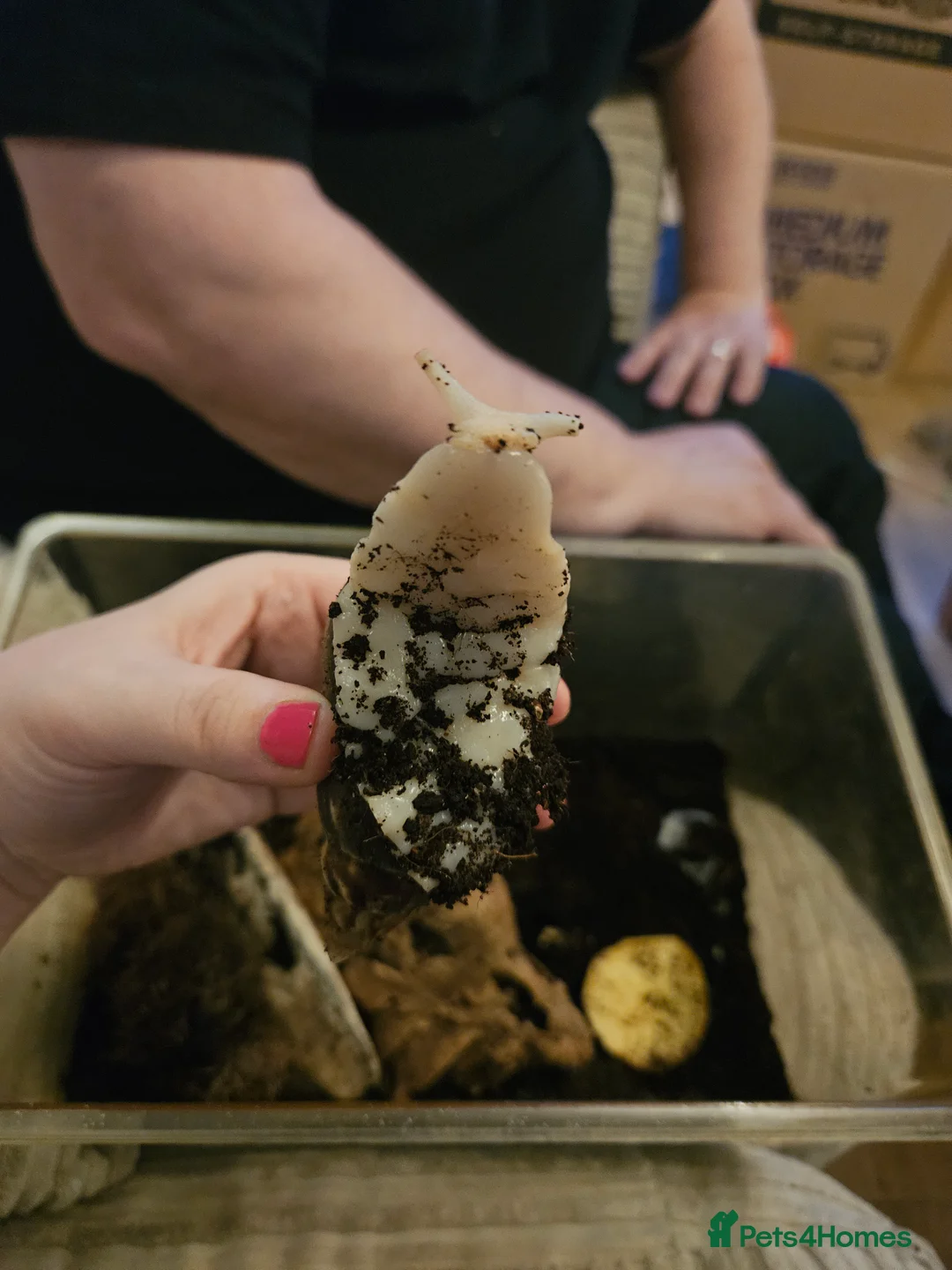 Snails invertebrates for sale: Free! To collect from Bromley incl set up - Advert 5