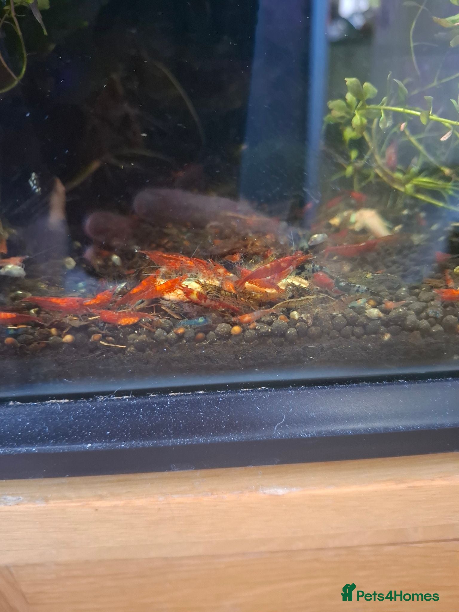 Shrimps fish Riling shrimp, wild types. Red chilli and blue. - Advert 1