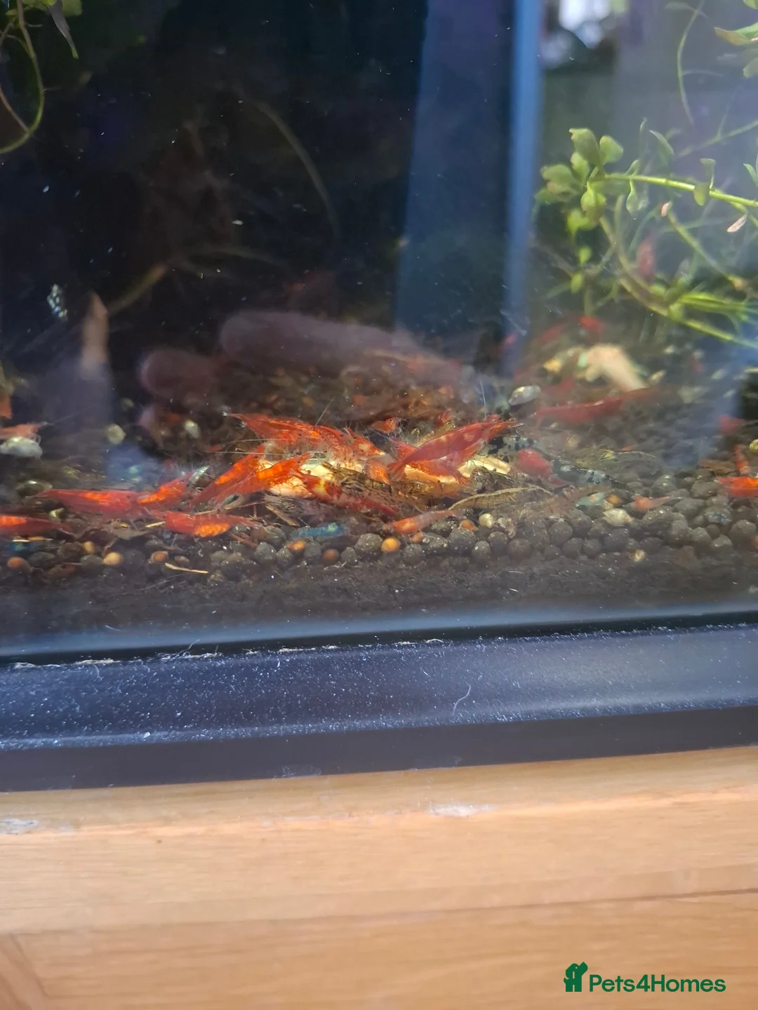 Shrimps fish for sale: Riling shrimp, wild types. Red chilli and blue. - Advert 1