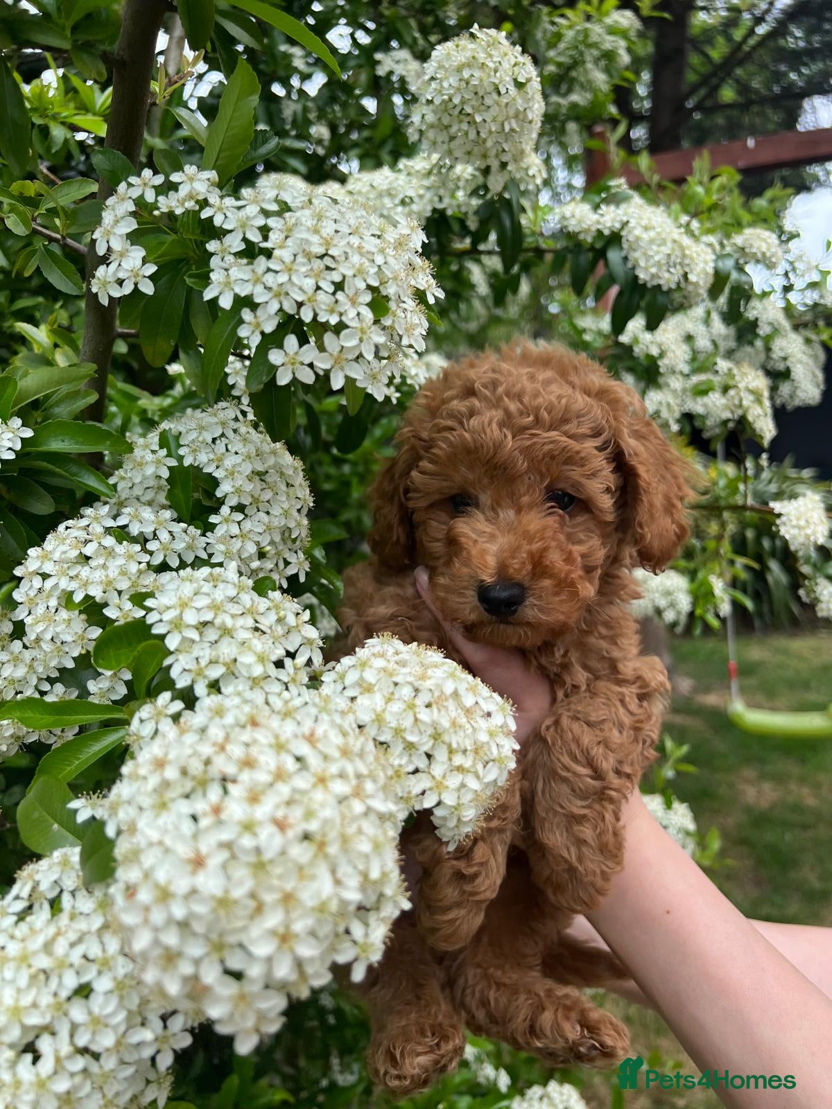 Toy Poodle dogs KC Red Toy Poodles – Female Puppy Reserved - Advert 11