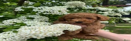 Toy Poodle dogs for sale: KC Toy Poodle- Only one left - Advert 5