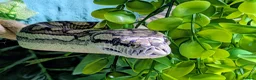 Snake reptiles for sale: Female Coastal x Irian Jaya carpet python - Advert 4