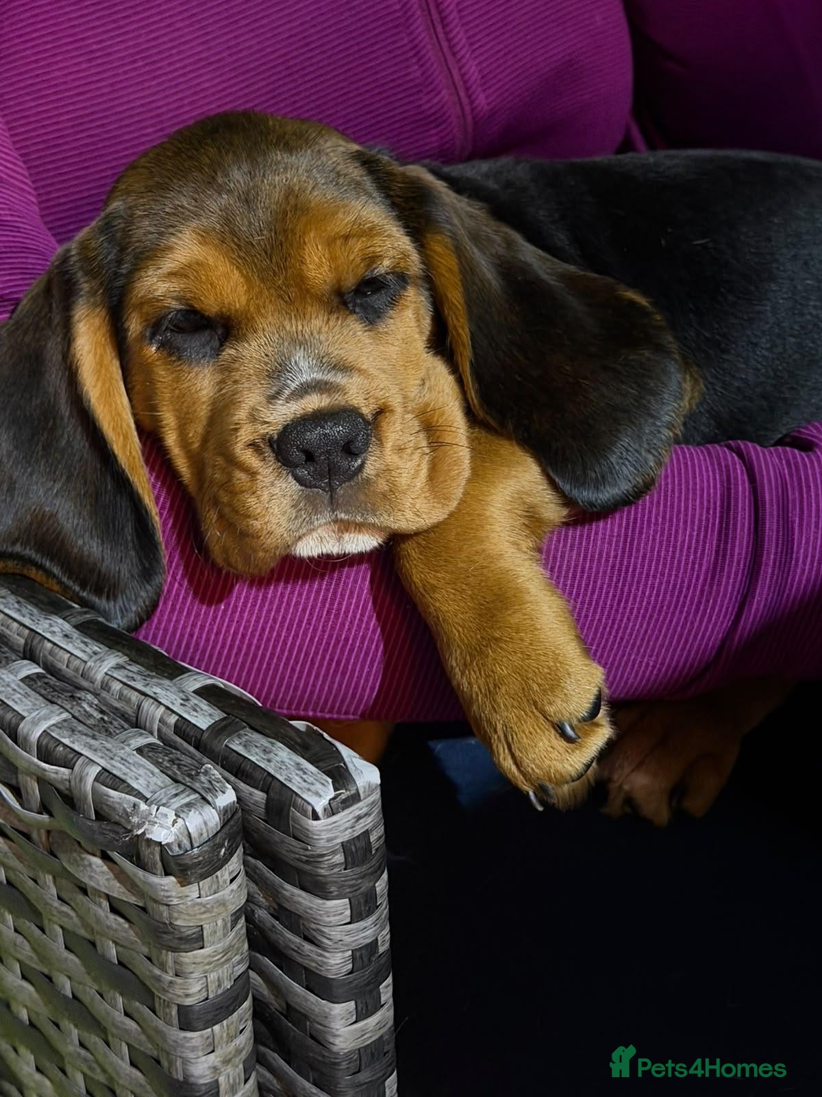 Bocker dogs Bocker puppies luking new home  - Advert 2