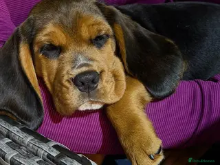 Bocker dogs Bocker puppies luking new home - Advert 2