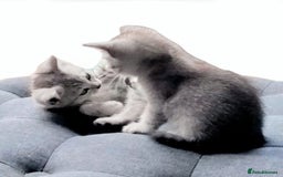 British Shorthair cats for sale: Now Ready to leave! Cute Little British Shorthair - Image 24