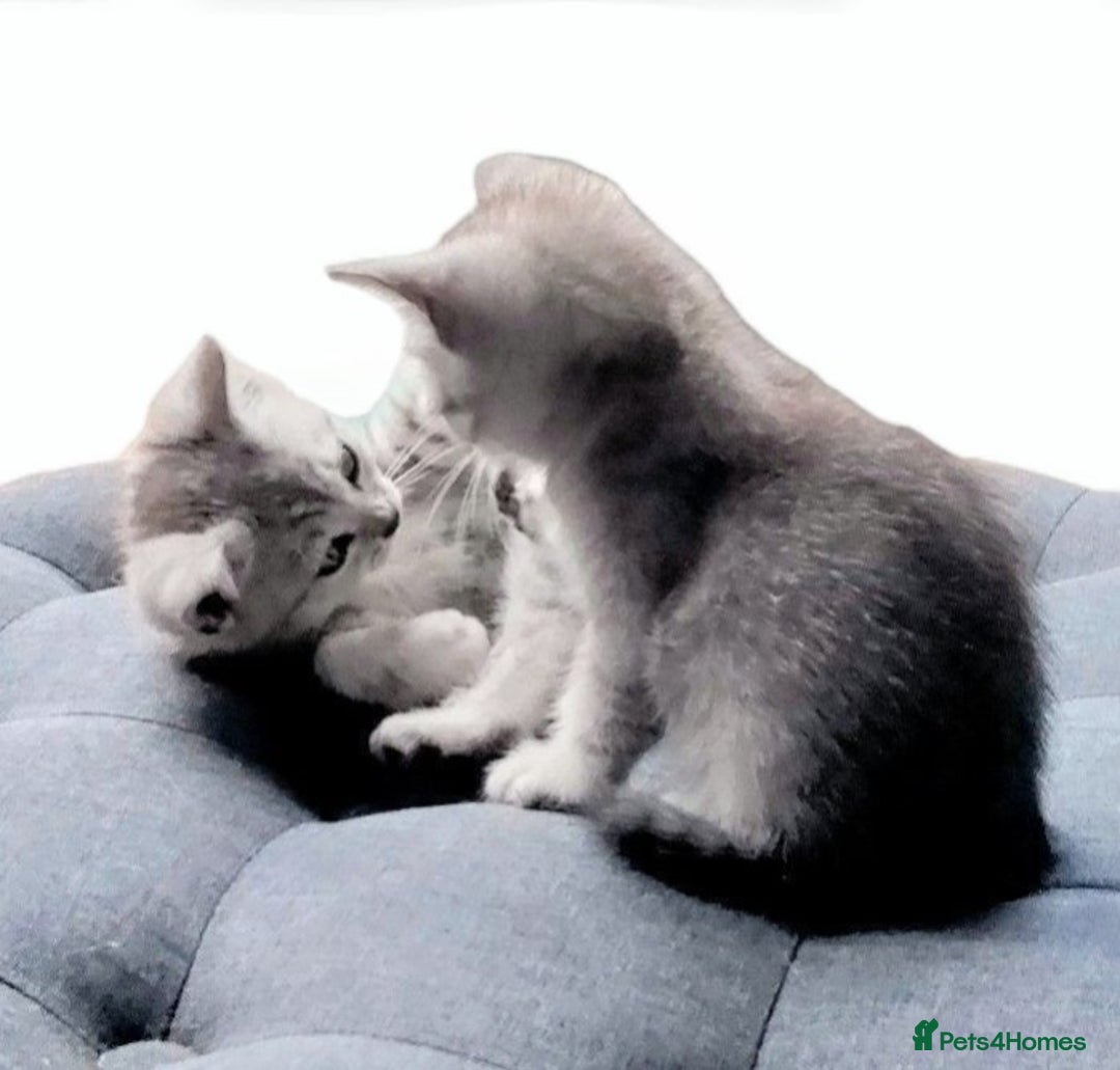 British Shorthair cats for sale: Now Ready to leave! Cute Little British Shorthair - Image 24