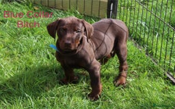 Mixed Breed dogs for sale: VISZLAMANS (viszla x Doberman) - Image 14