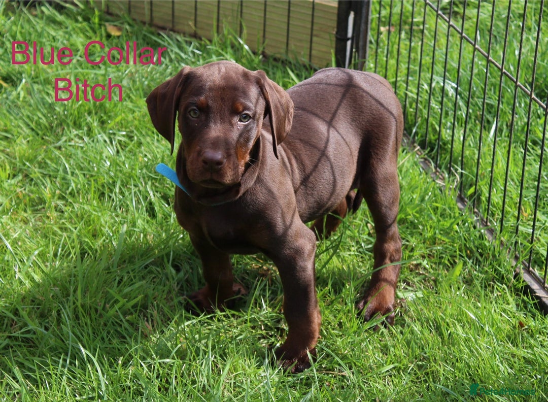 Mixed Breed dogs for sale: VISZLAMANS (viszla x Doberman) - Image 14